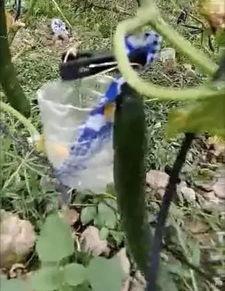 徽县吃瓜事件真相视频,揭秘背后真相与争议