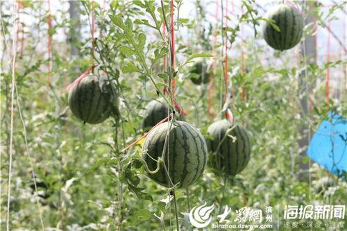 西山花园吃瓜事件视频,一场引发热议的邻里冲突视频揭秘