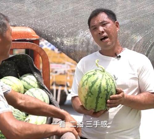吴川本地吃瓜真实事件