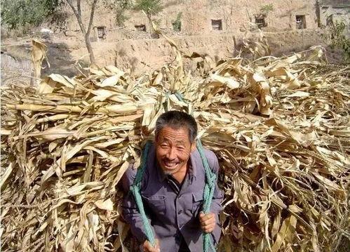桑植最近吃瓜新闻事件真相,真相背后的网络舆论风云